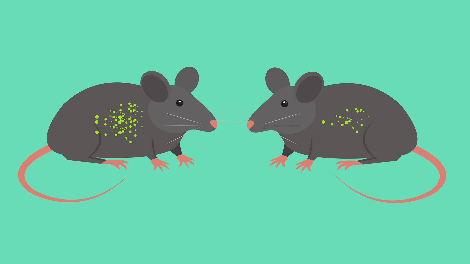 Scientists study the dangerous effects of nanoparticles on rats